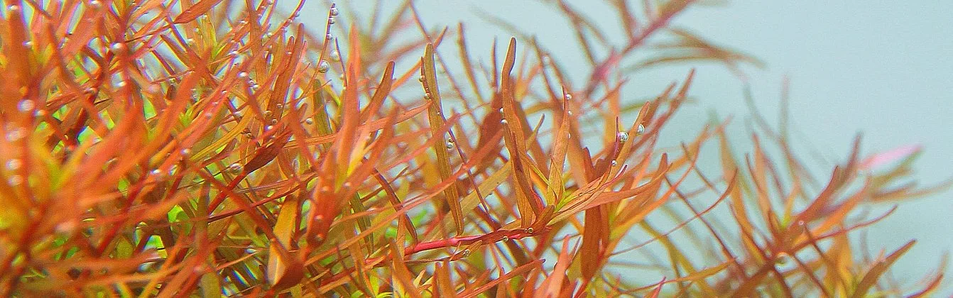 Aquarium planten