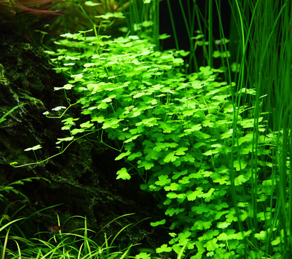 Hydrocotyle sp. "Japan" - Afbeelding 2