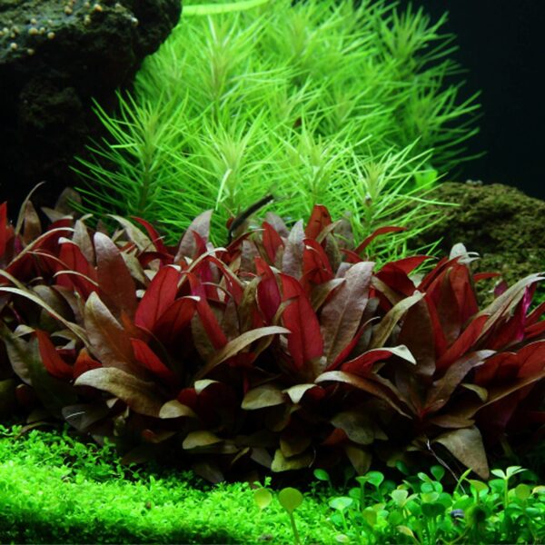 Alternanthera Reineckii 'Mini' - Afbeelding 4