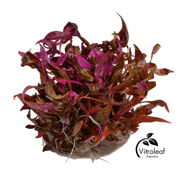 Alternanthera Reineckii 'Mini' - Afbeelding 2