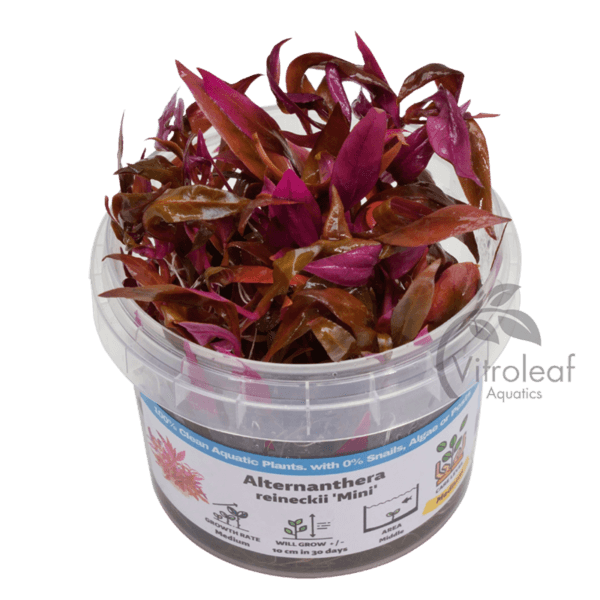 Alternanthera Reineckii 'Mini'