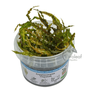 Cryptocoryne crispatula var. balansae