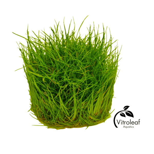 Eleocharis acicularis - Afbeelding 2