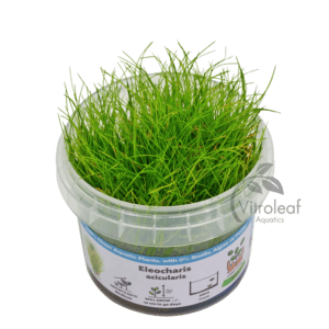 Eleocharis acicularis