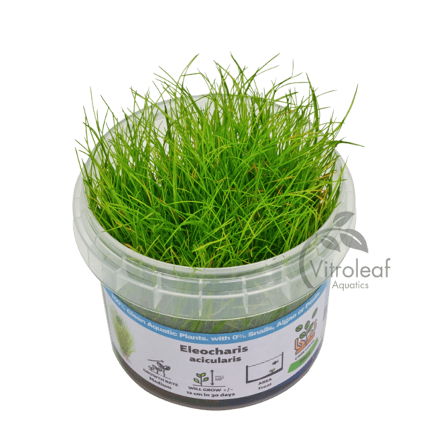 Eleocharis acicularis