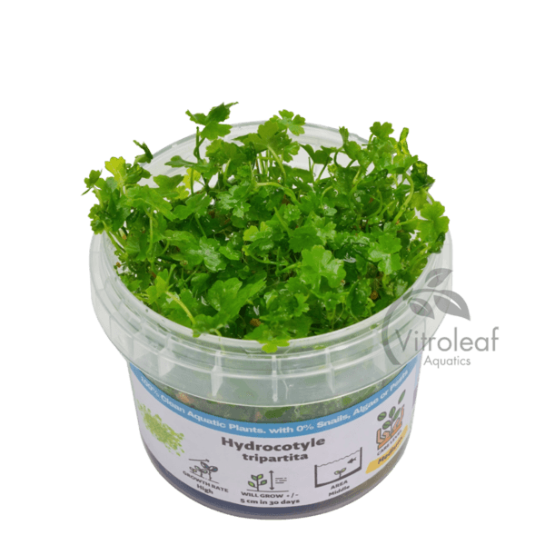 Hydrocotyle sp. "Japan"