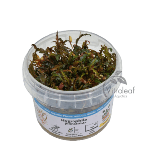 Hygrophila pinnatifida