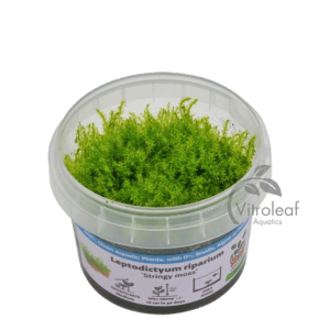 Leptodictyum riparium “Stringy Moss”