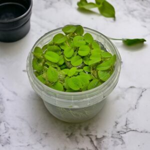 Salvinia Minima (Common Salvinia)