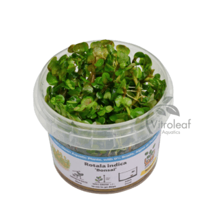 Rotala indica “Bonsai”
