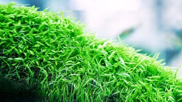 Utricularia Graminifolia - Afbeelding 5