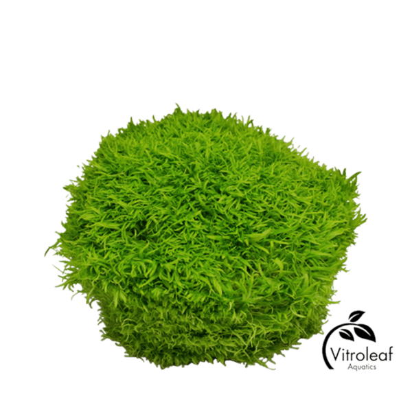 Utricularia Graminifolia - Afbeelding 2