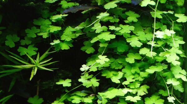 Hydrocotyle sp. "Japan" - Afbeelding 4
