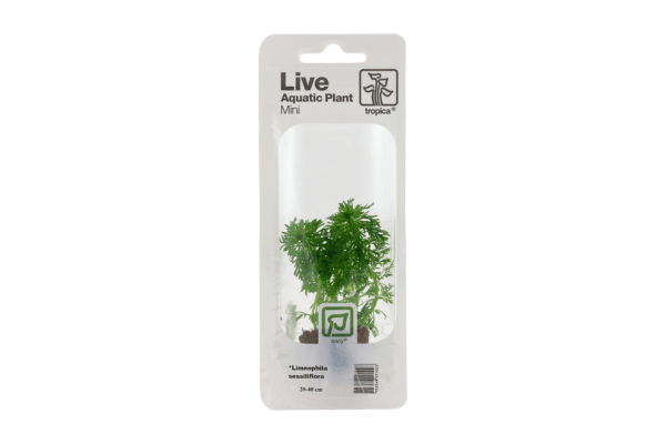 Limnophila sessiliflora - Afbeelding 9