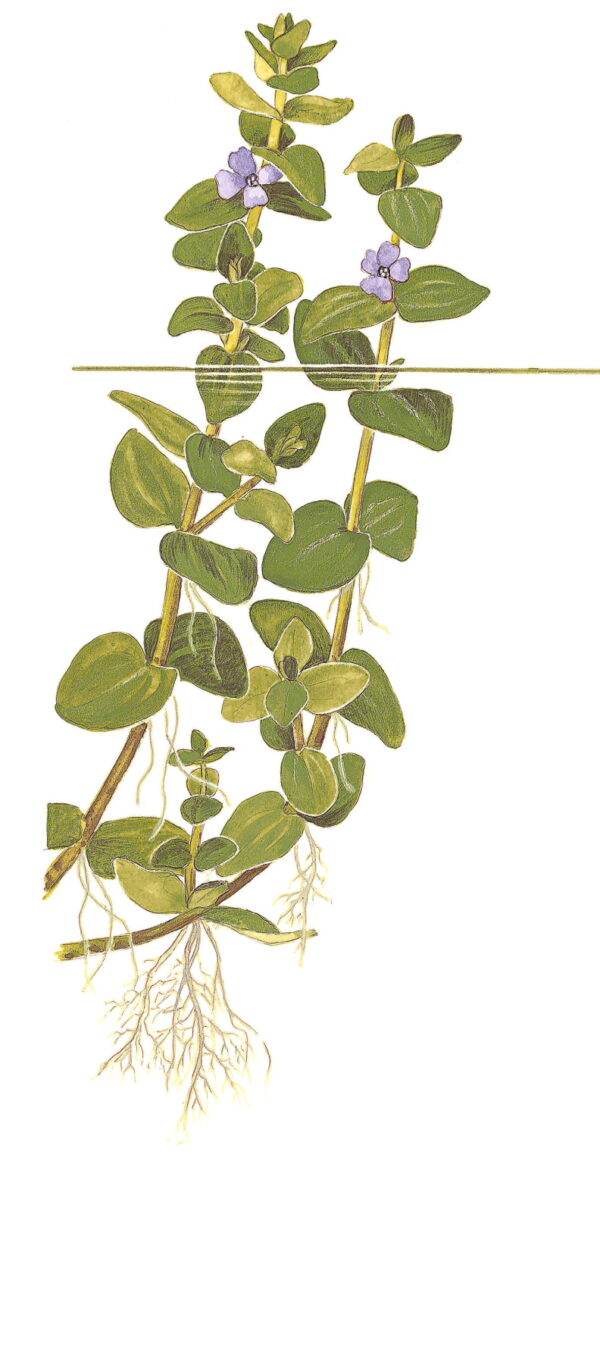 Bacopa caroliniana - Afbeelding 4