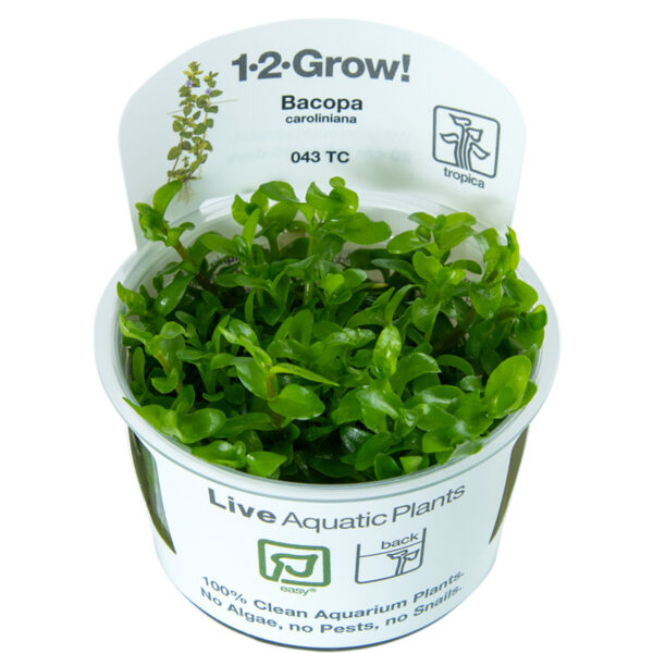 Bacopa caroliniana - Afbeelding 5