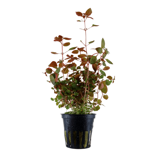 Ludwigia palustris 'Super Red' - Afbeelding 7