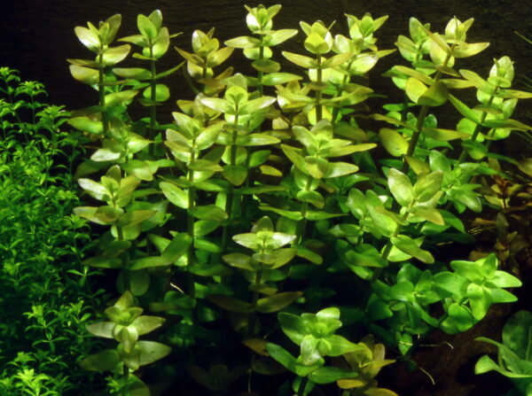 Bacopa caroliniana - Afbeelding 3