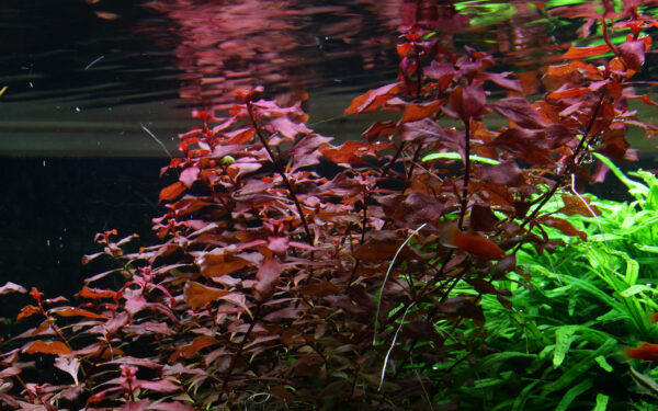 Ludwigia palustris 'Super Red' - Afbeelding 5