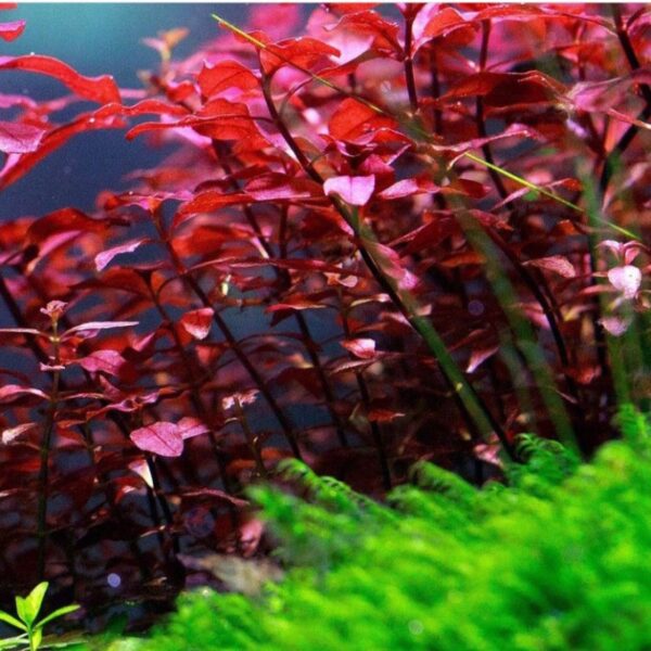 Ludwigia palustris 'Super Red' - Afbeelding 3