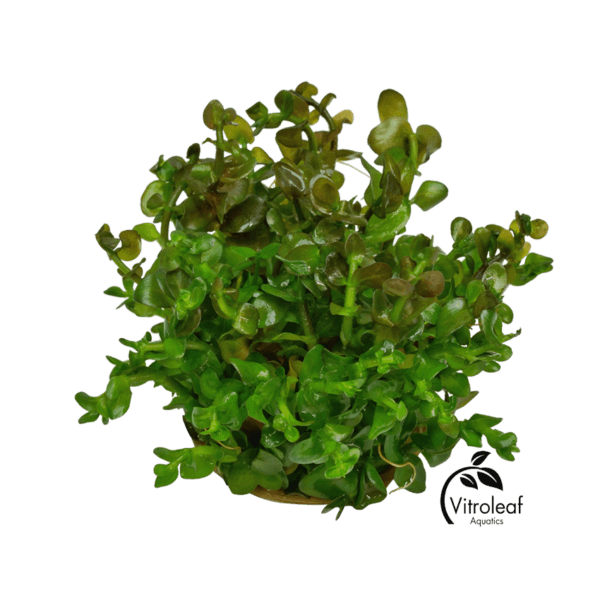 Bacopa caroliniana - Afbeelding 2