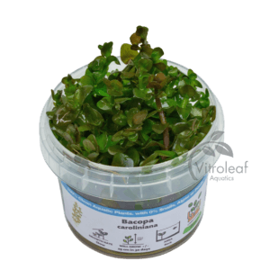 Bacopa caroliniana