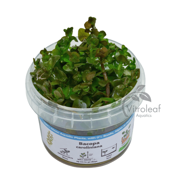 Bacopa caroliniana