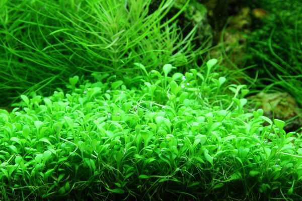 Glossostigma elatinoides - Afbeelding 4