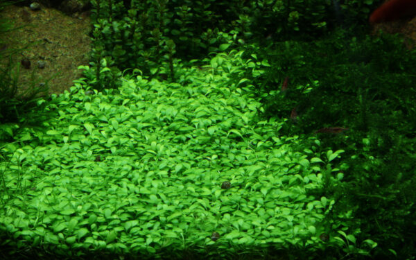 Glossostigma elatinoides - Afbeelding 6