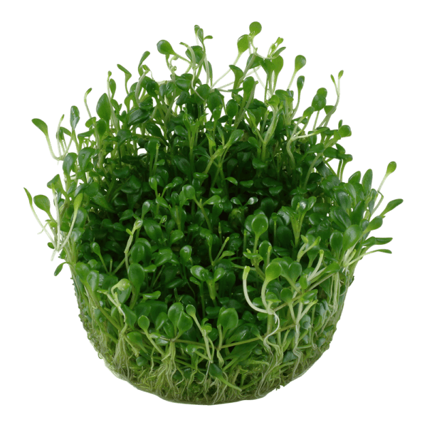 Glossostigma elatinoides - Afbeelding 2
