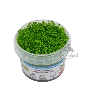 Hemianthus callitrichoides 'Cuba'