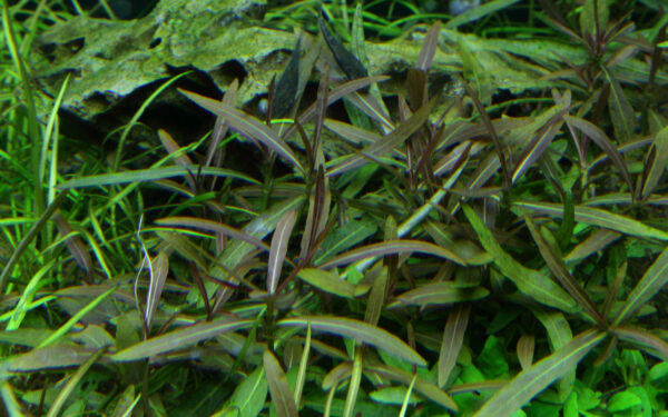 Hygrophila lancea "Araguaia" - Afbeelding 8