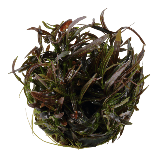 Hygrophila lancea "Araguaia" - Afbeelding 2