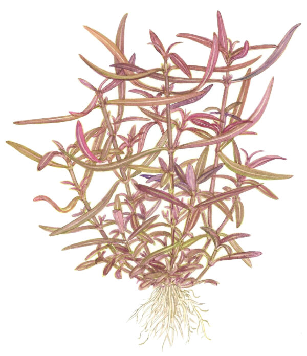 Hygrophila lancea "Araguaia" - Afbeelding 3