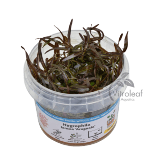 Hygrophila lancea "Araguaia"