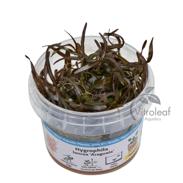 Hygrophila lancea "Araguaia"