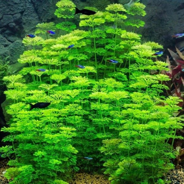 Limnophila sessiliflora - Afbeelding 8