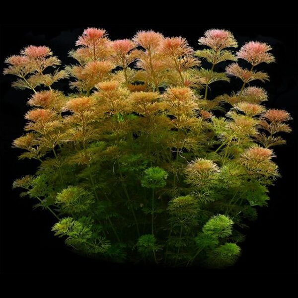Limnophila sessiliflora - Afbeelding 5