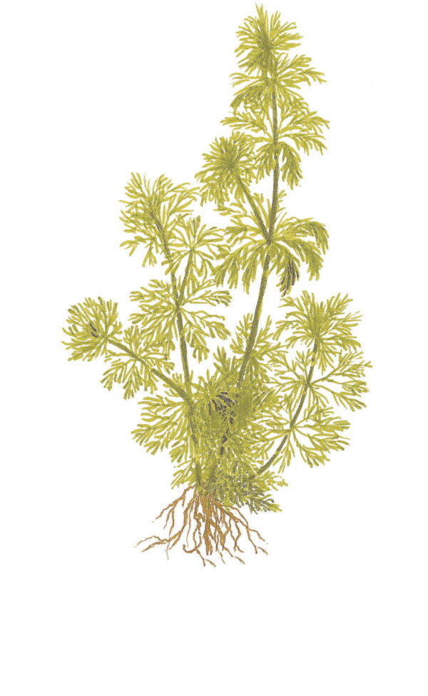 Limnophila sessiliflora - Afbeelding 3