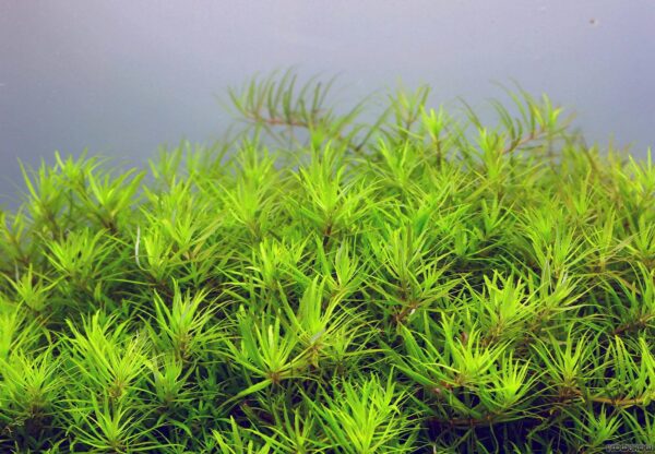Limnophila sp. "Vietnam" - Afbeelding 4