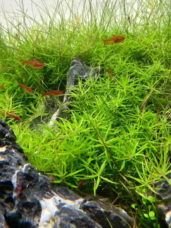 Limnophila sp. "Vietnam" - Afbeelding 3