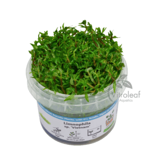 Limnophila sp. "Vietnam"