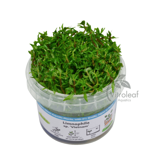 Limnophila sp. "Vietnam"