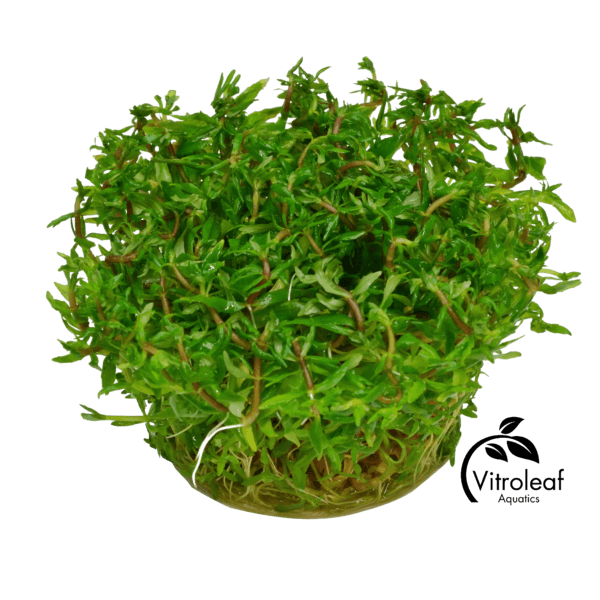 Limnophila sp. "Vietnam" - Afbeelding 2
