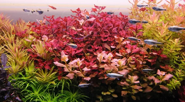 Ludwigia palustris 'Super Red' - Afbeelding 6