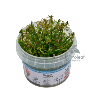 Rotala wallichii