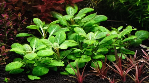 Lobelia cardinalis 'Mini' - Afbeelding 3