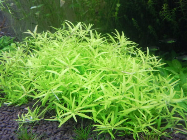 Limnophila sp. "Vietnam" - Afbeelding 5