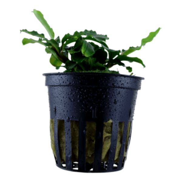 Bucephalandra pygmaea 'Bukit Kelam' - Afbeelding 3