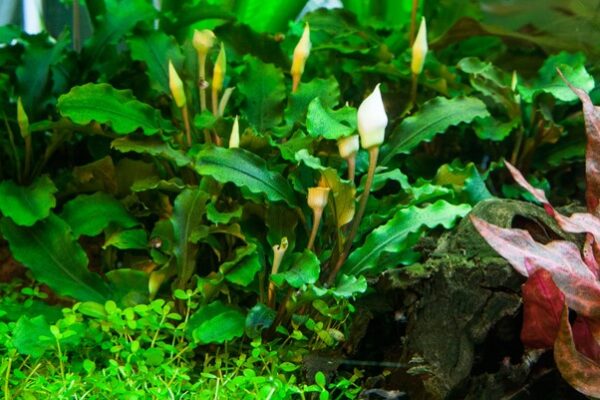 Bucephalandra pygmaea 'Bukit Kelam' - Afbeelding 5